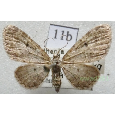 Eupithecia virgaureata Doubleday, 1861 Czech11b